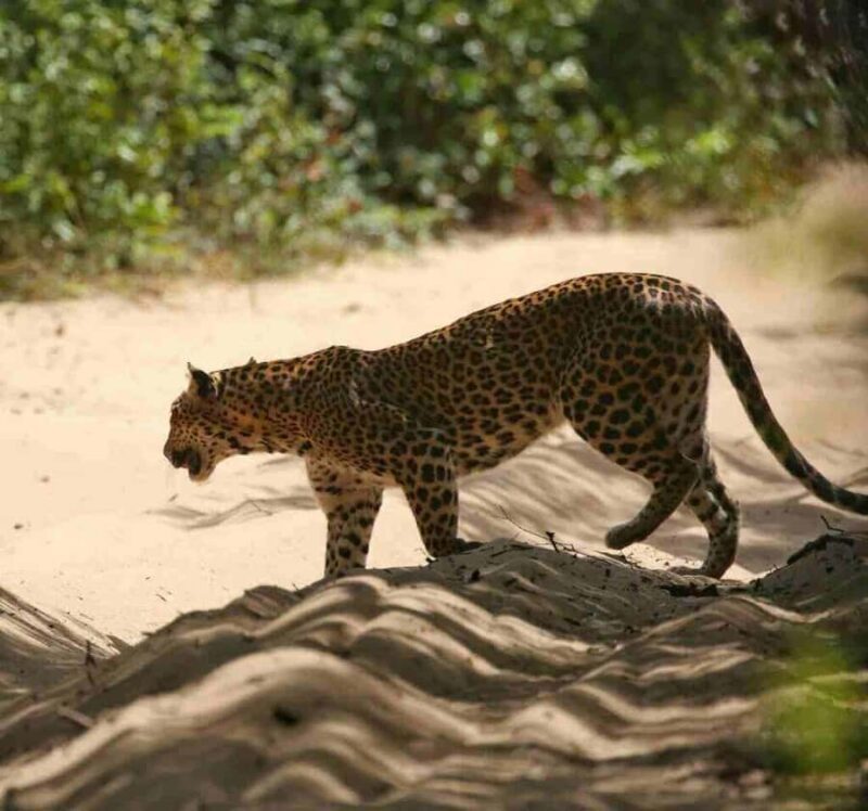 Yala National Park Jeep Safari from Hambantota Port Pickup - Additional Practical Details