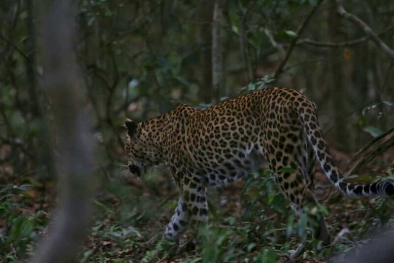 Yala National Park Jeep Safari from Hambantota Port Pickup - Is This Tour Right For You?