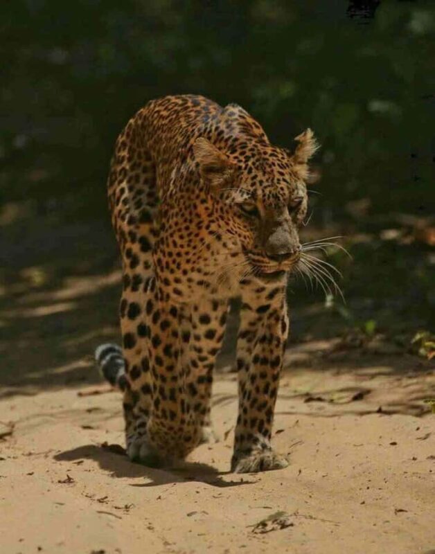 Yala National Park Jeep Safari from Hambantota Port Pickup - FAQ