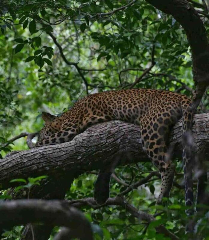 Yala National Park Jeep Safari from Hambantota Port Pickup - A Practical Guide to the Yala Safari Experience