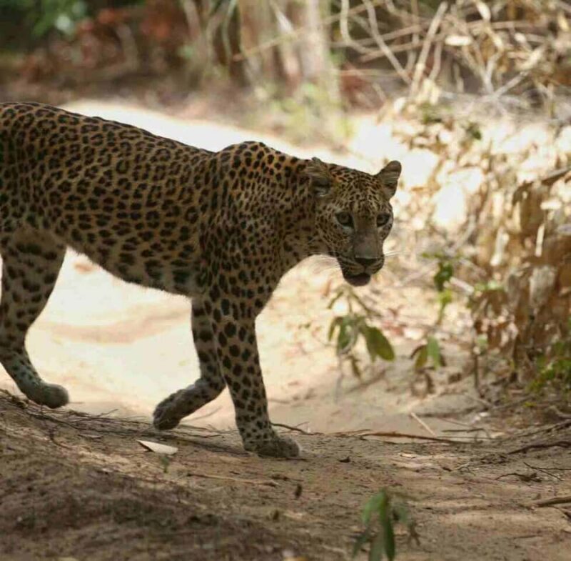 Yala National Park Jeep Safari from Hambantota Port Pickup - Practical Tips for a Smooth Safari