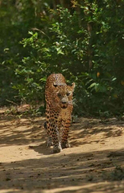 Yala National Park Jeep Safari from Hambantota Port Pickup - Additional Information