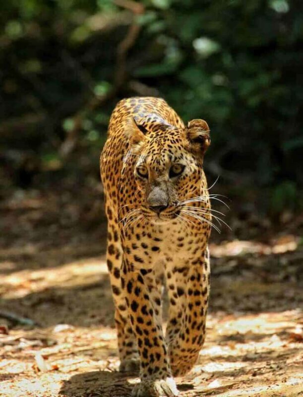 Yala National Park Jeep Safari from Hambantota Port Pickup - Similar Experiences