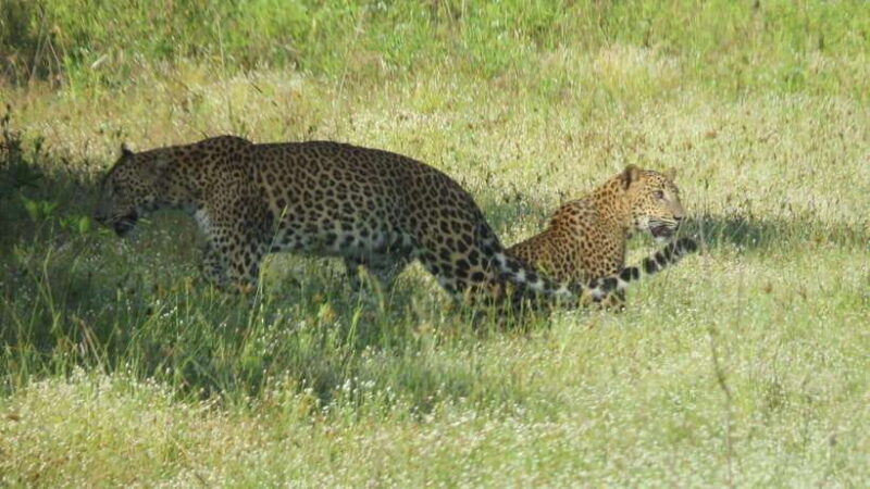 Yala National Park Jeep Safari: Leopards, Elephants & Wild - Good To Know