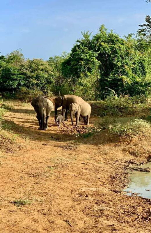 Yala National Park Jeep Safari: Leopards, Elephants & Wild - What Makes This Tour Stand Out