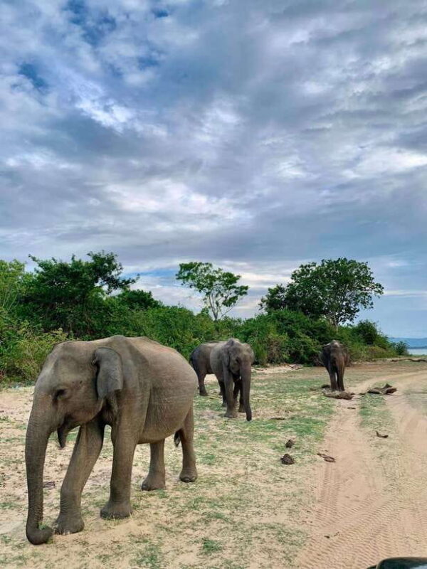 Yala National Park Jeep Safari: Leopards, Elephants & Wild - Who Is This Tour Best For?