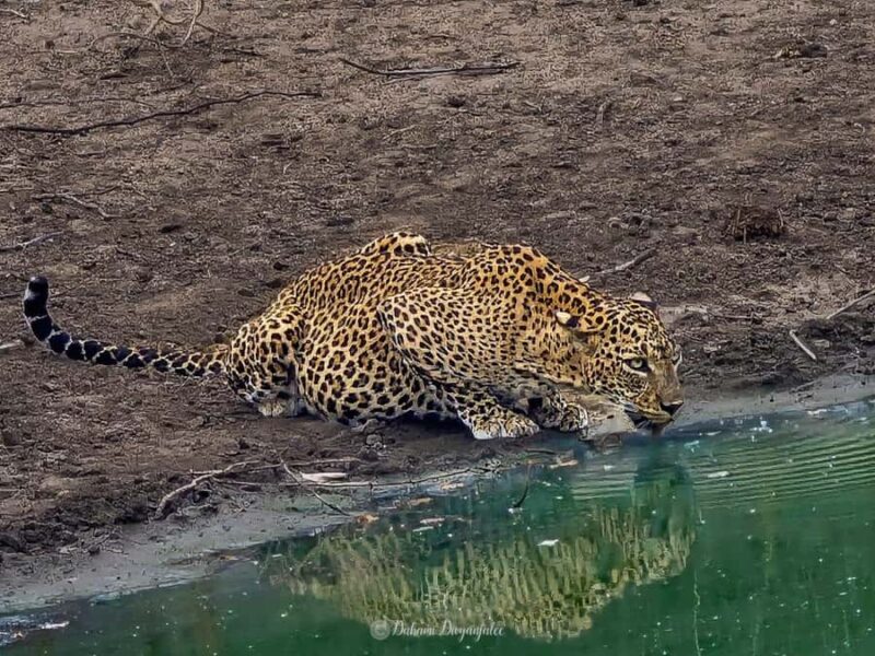 Yala National Park: Jeep Safari Tour - Why You Should Consider This Safari