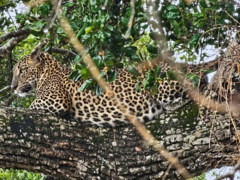 Yala National Park: Jeep Safari Tour - What’s Included and What to Expect