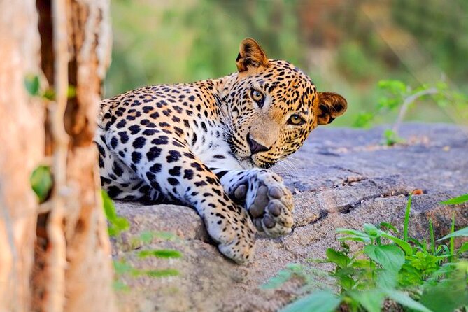 Yala National Park Leopard Safari - Good To Know