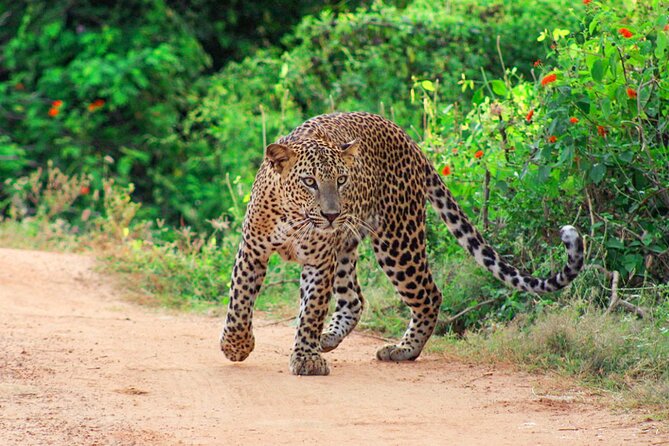 Yala National Park Leopard Safari - Private Safari Jeep Details