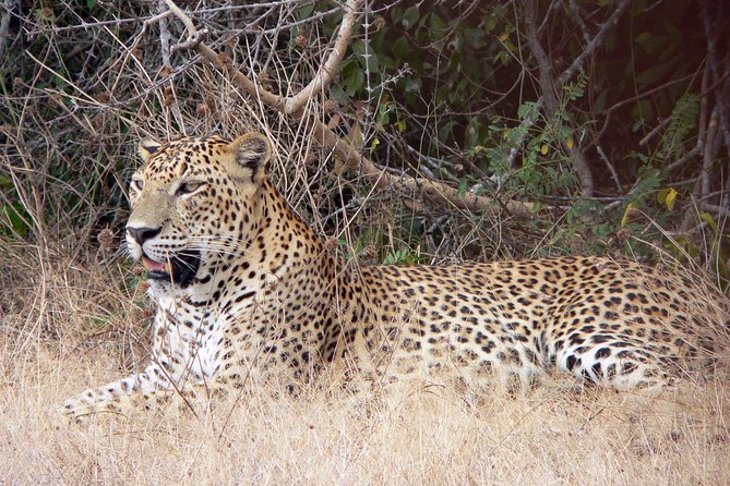 Yala National Park Leopard Safari - Meeting Point and Start Time