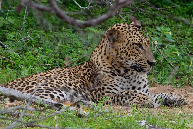 Yala National Park Leopard Safari - Health and Safety Information