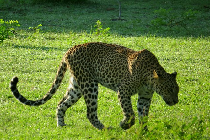 Yala National Park Leopard Safari - Group Size and Restrictions