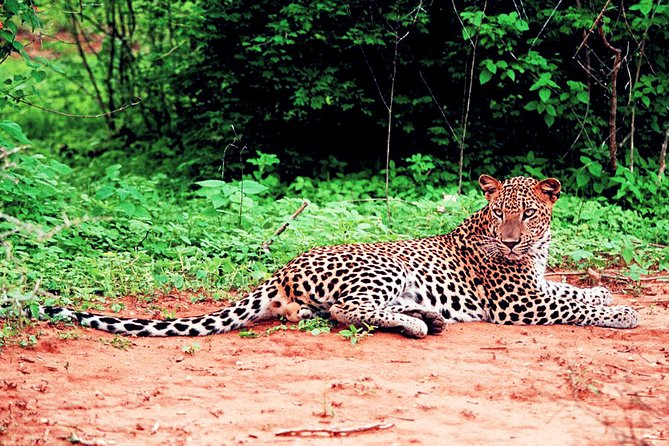 Yala National Park Leopard Safari - Customer Reviews and Rating