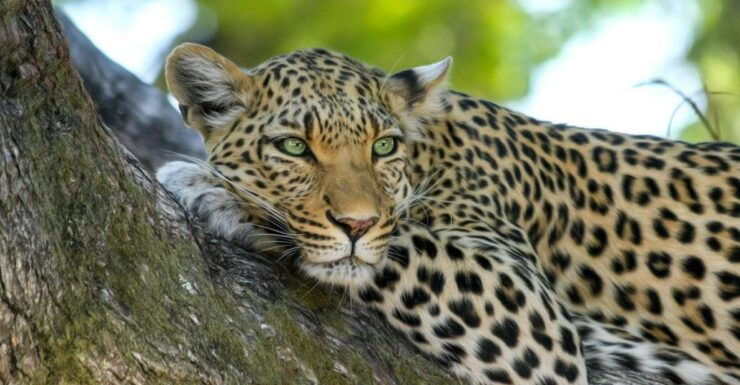 Yala National Park: Leopard Safari Day Tour From Colombo - Tour Highlights