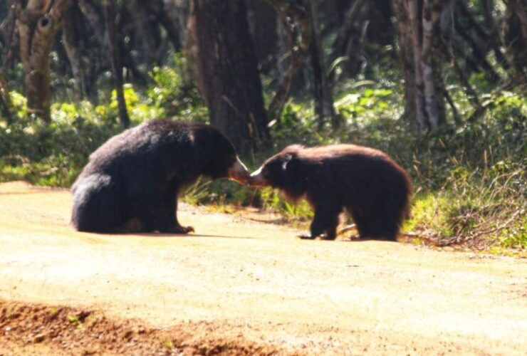 Yala National Park: Leopard Safari Full Day Tour With Lunch - Tour Duration and Starting Location