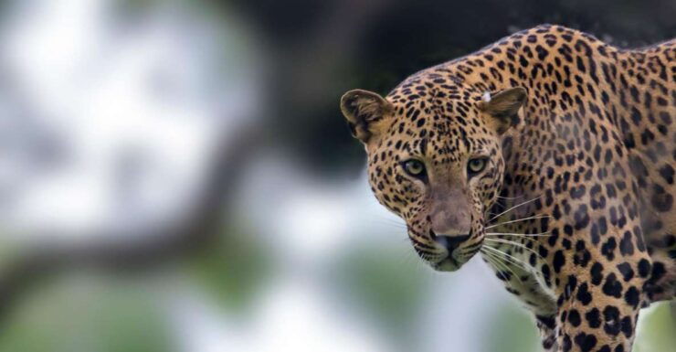 Yala National Park: Leopard Safari Full Day Tour With Lunch - Activity Details and Booking Information