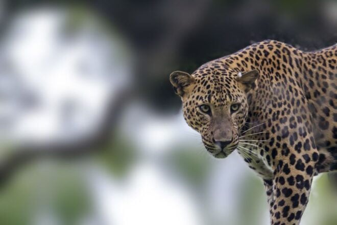Yala National Park: Leopard Safari Full Day Tour With Lunch - Safari Exploration