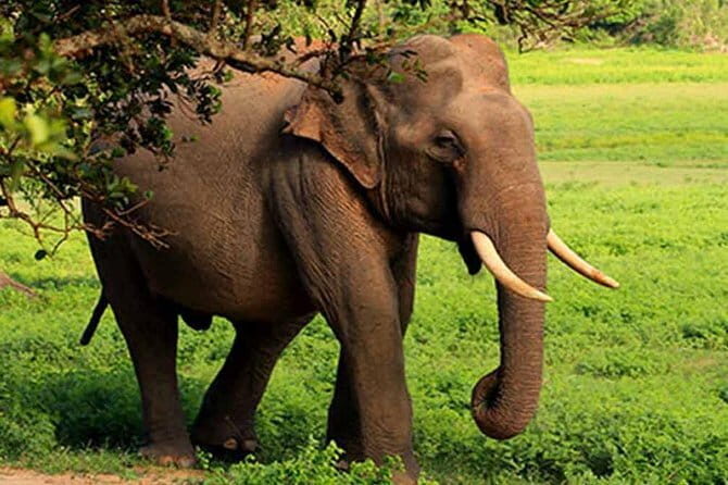 Yala National Park Leopard Safari - HALF DAY/FULL DAY TOUR - Good To Know