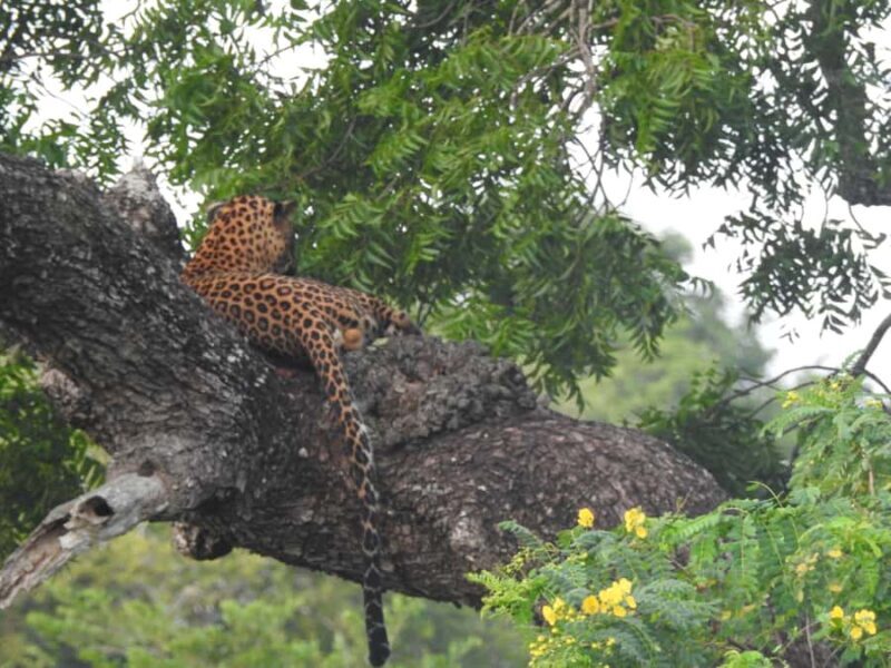 Yala National Park: Leopard Safari incl. Entry tickets - Who Should Book This Tour?  