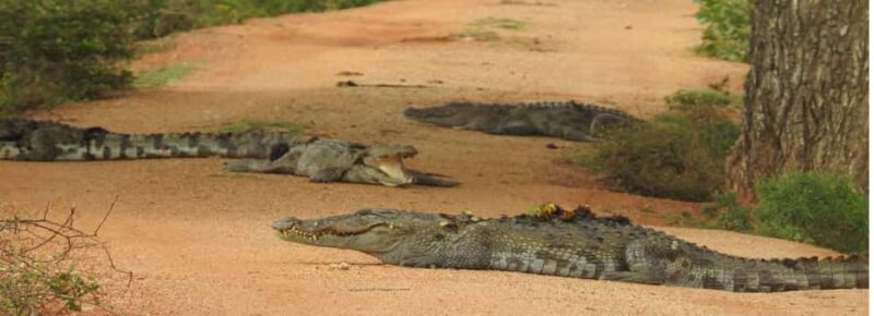 Yala National Park: Leopard Safari incl. Entry tickets - Final Thoughts  