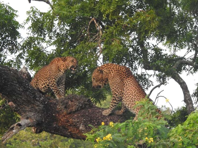 Yala National Park: Leopard Safari incl. Entry tickets - Good To Know