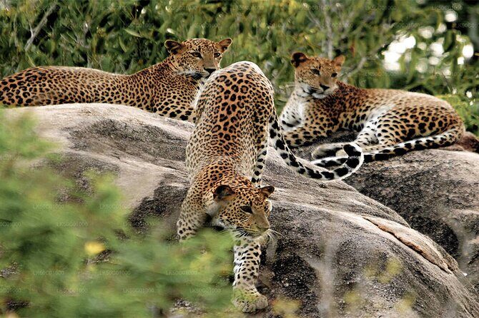 Yala National Park Leopard Safari Wildlife Private Adventure - What to Expect: An In-Depth Look