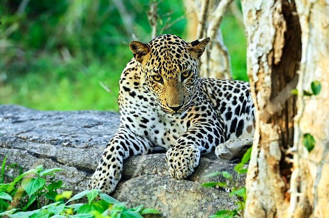 Yala National Park Leopard Safari Wildlife Private Adventure - FAQ