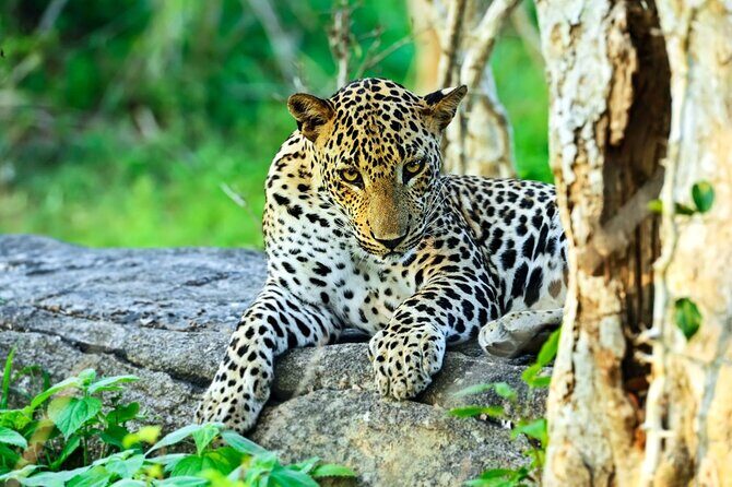 Yala National Park Leopard Safari Wildlife Private Adventure - Good To Know