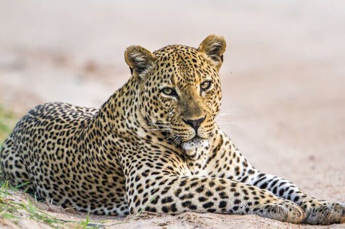 Yala National Park Leopard Safari Wildlife Private Adventure - An In-Depth Look at the Yala Safari Experience