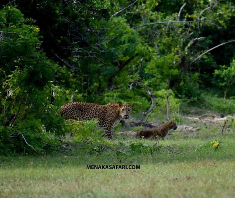 Yala National Park: Menaka Wildlife Safari - Good To Know