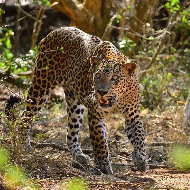Yala National Park : Morning Afternoon Adventure Safari - Conservation Commitment