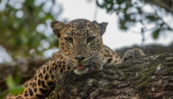 Yala National Park : Morning Afternoon Adventure Safari - Wildlife Highlights
