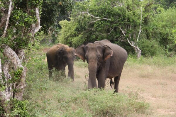 Yala National Park : Morning Afternoon Adventure Safari - Frequently Asked Questions