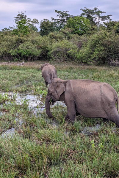 Yala National Park: Morning Afternoon Safari (All Inclusive) - Inclusions of the Safari Package
