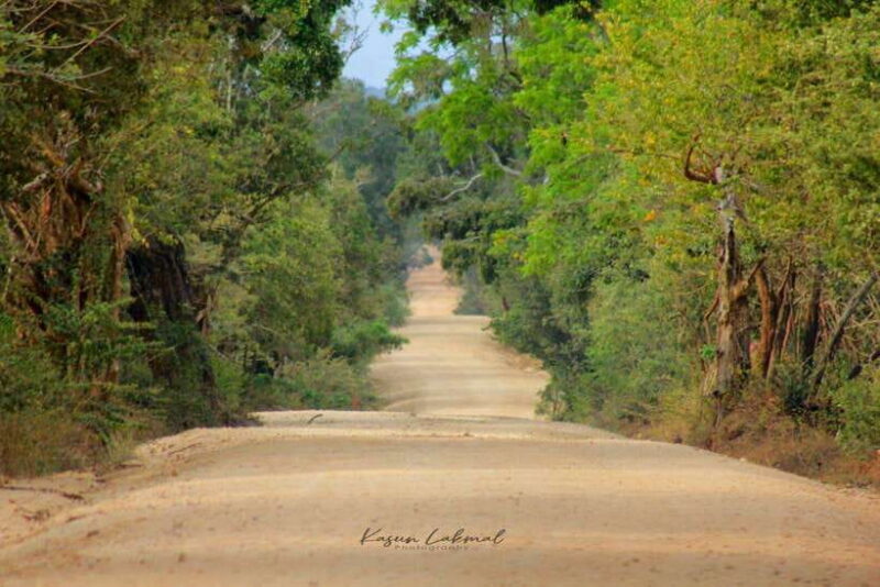 Yala National Park: Morning Half day Safari Tour - Introduction