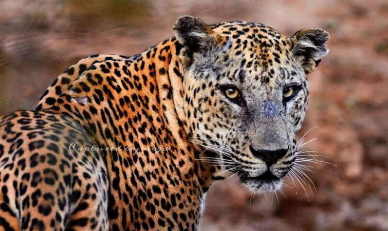 Yala National Park: Morning Half day Safari Tour - FAQ