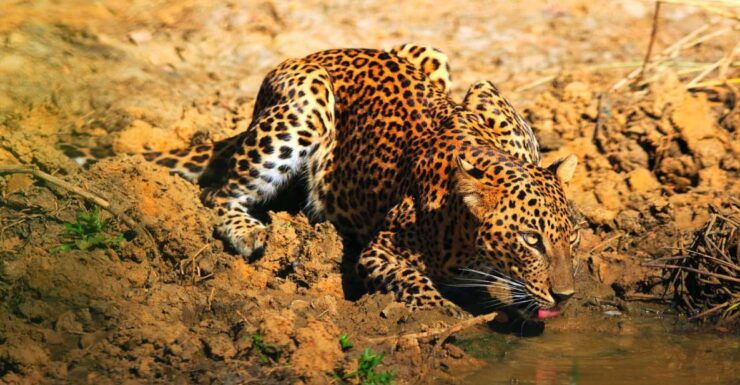 Yala National Park: Morning or Afternoon Game Drive - Game Drive Experience and Duration