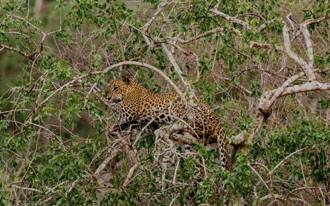 Yala National Park: Morning or Afternoon Game Drive - Best Time to Spot Leopards and Other Animals