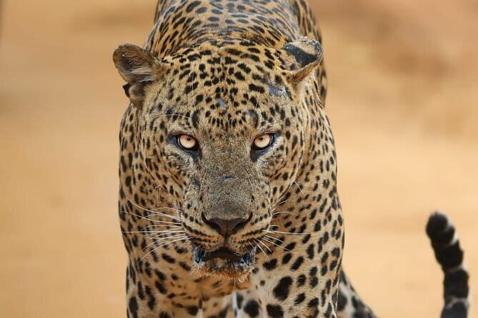 Yala National Park Morning or Afternoon Leopard Safari - Good To Know
