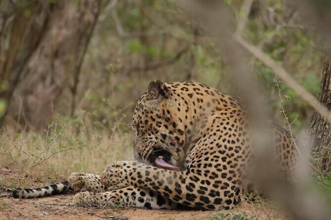 Yala National Park Morning or Afternoon Leopard Safari - Detailed Review of Yala Safari Experience