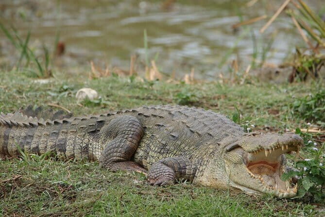 Yala National Park Morning or Afternoon Leopard Safari - Final Thoughts: Is It Worth It?