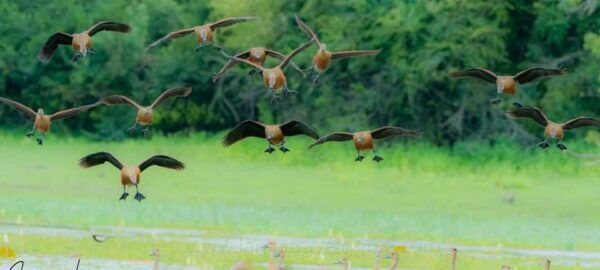 Yala National Park -Morning or Afternoon Leopard Safari Tour - Best Time for Safari