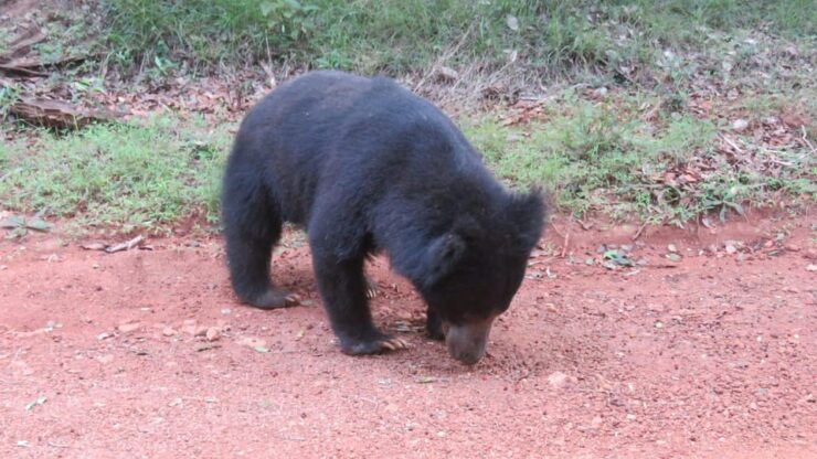 Yala National Park : Morning or Afternoon Safari ( 5 H ) - Good To Know