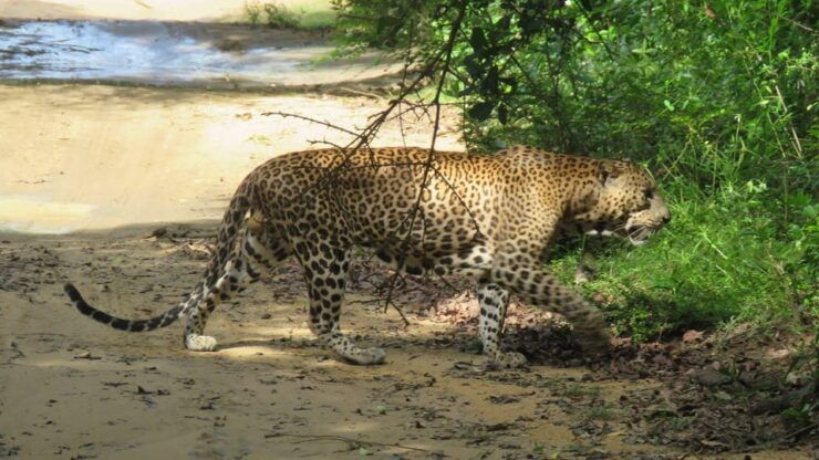 Yala National Park : Morning or Afternoon Safari ( 5 H ) - Pricing and Discounts