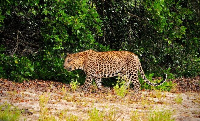 Yala National Park : Morning or Afternoon Safari ( 5 H ) - Wildlife Highlights