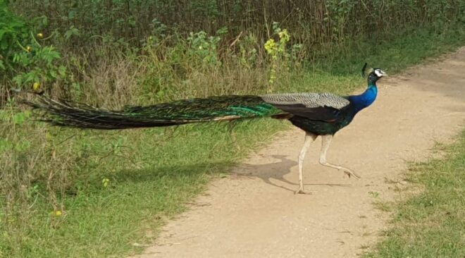 Yala National Park : Morning or Afternoon Safari ( 5 H ) - Conservation Efforts