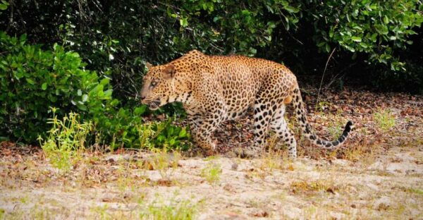 Yala National Park : Morning or Afternoon Safari ( 5 H ) - Important Safety Information