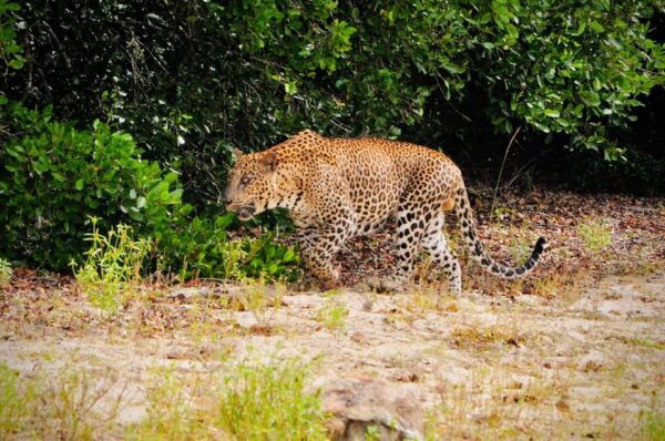 Yala National Park : Morning or Afternoon Safari ( 5 H ) - Frequently Asked Questions