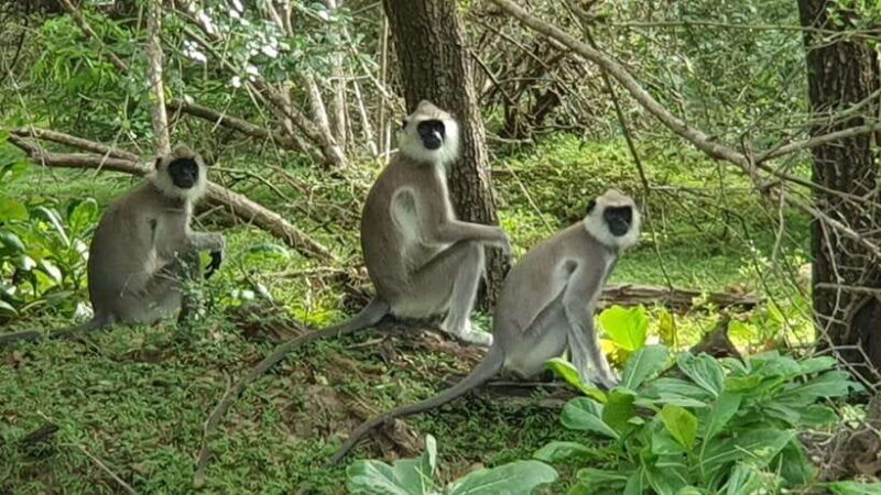 Yala National Park: Morning or Afternoon Safari ( 5 h ) - Additional Considerations